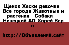 Щенок Хаски девочка - Все города Животные и растения » Собаки   . Ненецкий АО,Хорей-Вер п.